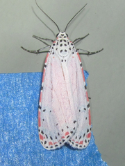 Image of Utetheisa ornatrix