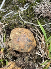 Pisolithus thermaeus