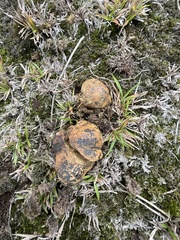 Pisolithus thermaeus
