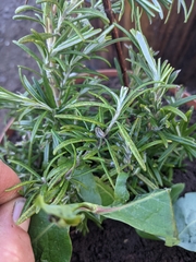 Chrysolina americana