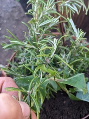 Chrysolina americana