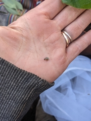 Chrysolina americana