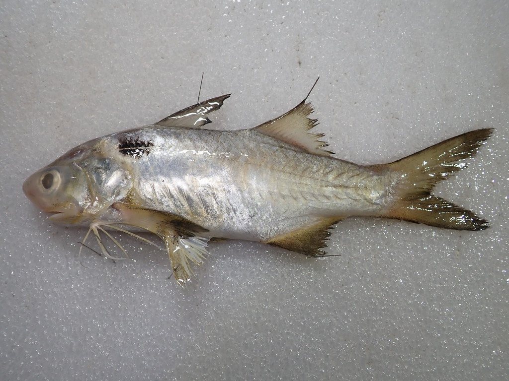 Blackspot Threadfin