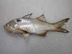 Blackspot Threadfin photo 1