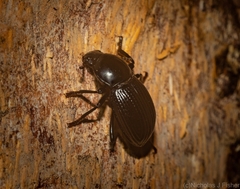 Hydissus feronioides