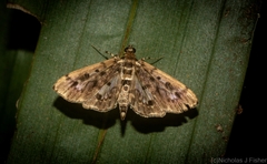 Herpetogramma exculta