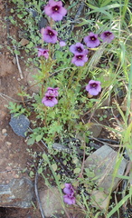 Diascia macrophylla