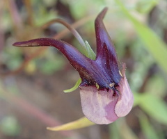 Diascia macrophylla