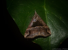 Hypena gonospilalis