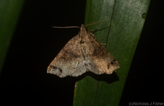 Lithilaria proestans