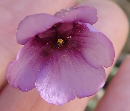 Image of Diascia macrophylla by no rights reserved