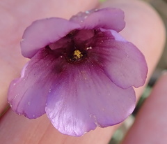 Diascia macrophylla