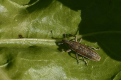 Lixus juncii