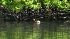 Podiceps nigricollis
