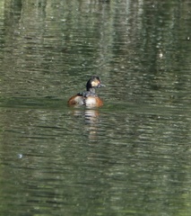 Podiceps nigricollis