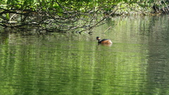 Podiceps nigricollis