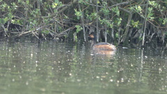 Podiceps nigricollis