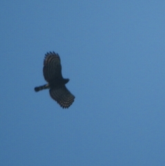 Spizaetus tyrannus