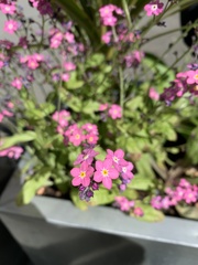 Myosotis
