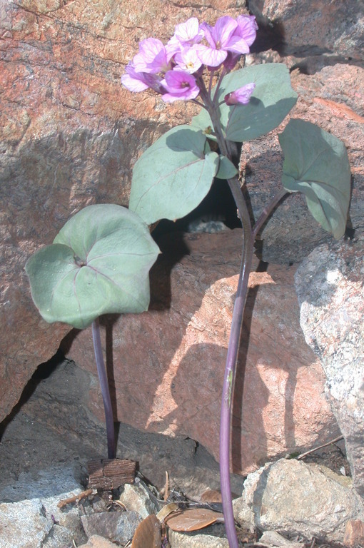 Serpentine Bittercress