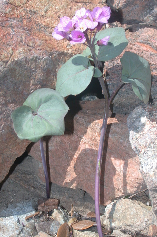 Cardamine pachystigma