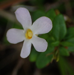 Chaenostoma integrifolium