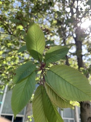 Angiospermae