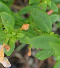 Chaenostoma integrifolium