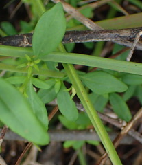 Chaenostoma integrifolium