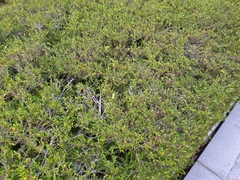 Phyllanthus myrtifolius