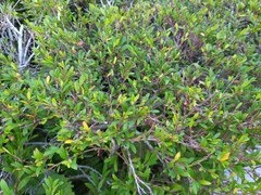 Phyllanthus myrtifolius