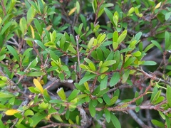 Phyllanthus myrtifolius