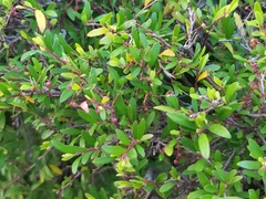 Phyllanthus myrtifolius