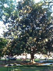 Magnolia grandiflora