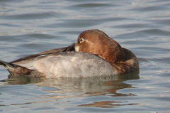 Aythya ferina