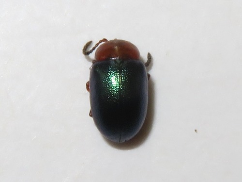 Knotweed Leaf Beetle, 1795 De Cocksdorp, Nederland, photo 7 of 10