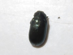 Phratora vulgatissima