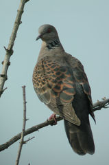 Streptopelia orientalis