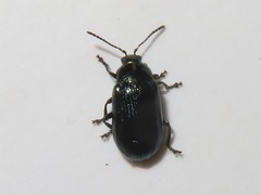 Phratora vulgatissima