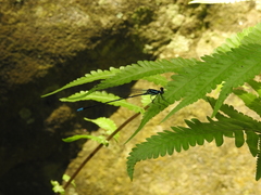 Caconeura