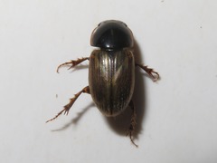 Melinopterus prodromus