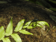 Hylaeothemis apicalis