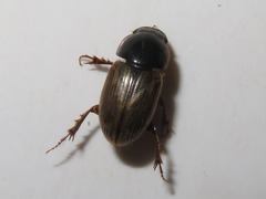 Melinopterus prodromus