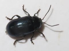 Phratora vulgatissima