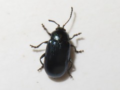 Phratora vulgatissima