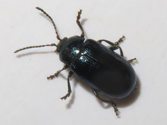 Phratora vulgatissima