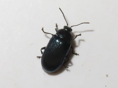 Phratora vulgatissima