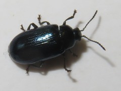 Phratora vulgatissima