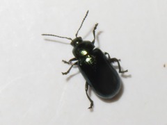 Phratora vulgatissima