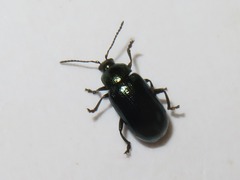 Phratora vulgatissima